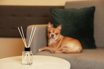 Aromatic reed air freshener and dog on armchair indoors, selective focus. Space for text