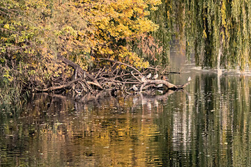 Осень на реке