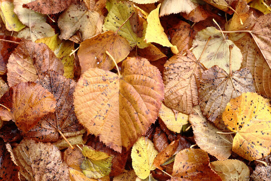 Fallen lime tree leaves