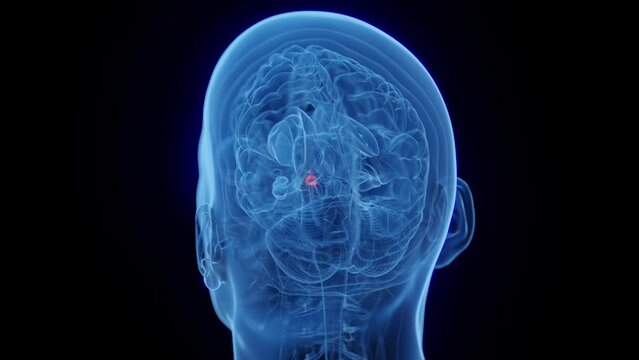 3D rendered medical animation of a man's pituitary gland