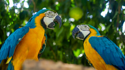 Arara bird