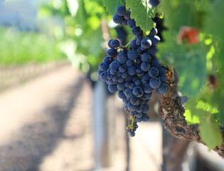 Red grapes on the vine in Cailfornia