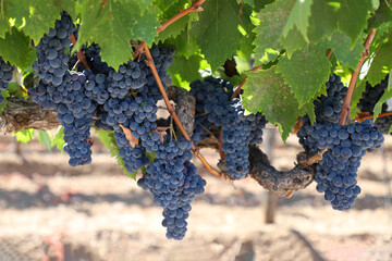 Red grapes on the vine in Cailfornia