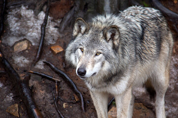 Grey wolf standing on snow