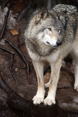 Fototapeta premium Grey wolf standing on snow