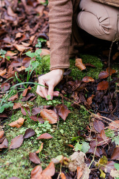 Hand Collecting Cloverleaf