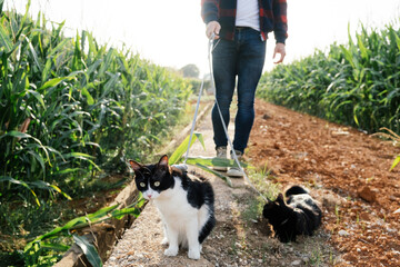 two cats on a leash