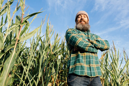bearded man in cornfield