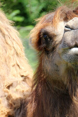 Portrait of a beautiful camel