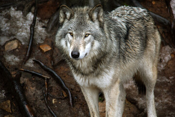 Grey wolf standing on snow