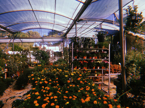 Plants in a glasshouse 