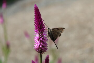 butterfly on flower