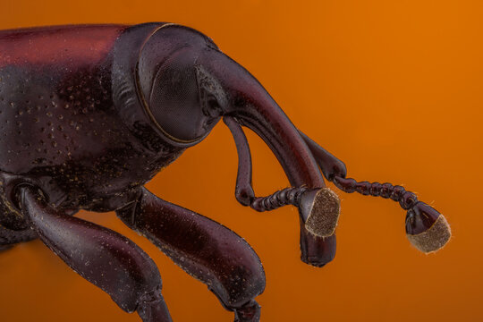 Palm Weevil