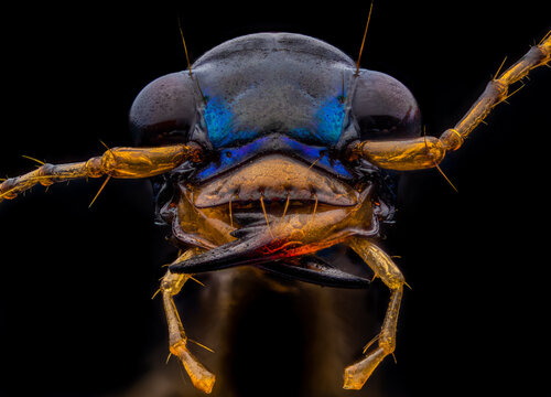 Tiger Beetle