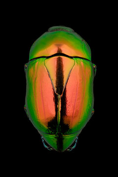Metallic Green Scarab Beetle