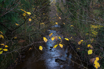 English stream in autumn/early winter