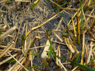spring swamp with reeds and green frogs