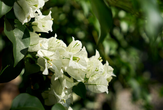 Closeup white bougainvillea blooming in sunlight