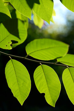 Closeup beautiful leaves, beautiful texture in sunlight