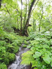 森の中の大木と根元を流れる川