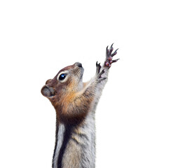 Funny chipmunk holding paws up isolated cutout - Powered by Adobe