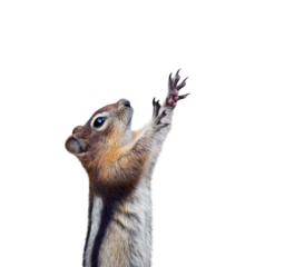 Funny chipmunk holding paws up isolated cutout