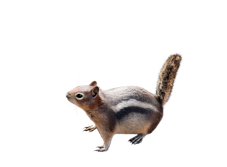 Cute little chipmunk isolated cutout