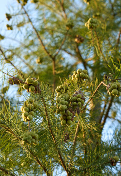 Closeup green pine tree with small pine cones in sunlight