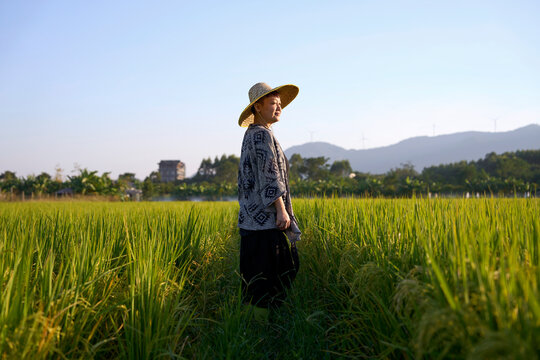 Asian woman farmer walking in green rice field