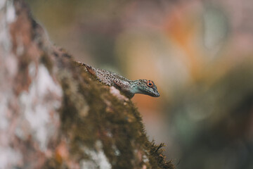 lizard on a tree