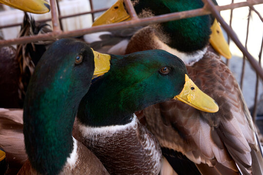 Closeup of blue-headed duck in the market