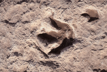 Dinosaur footprints in rock northern Arizona