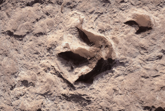 Dinosaur footprints in rock northern Arizona