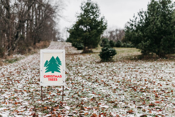 Christmas tree farm