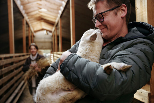 Two farmers are standing in a stable on a farm with a sheep in t