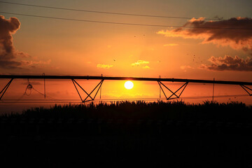 Irrigation of sugarcane plants at sunset.