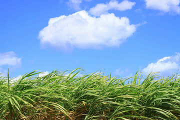 Green sugarcane field against blue cloudy sky.