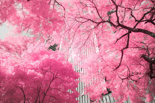 Infrared photography of city-buildings and plants