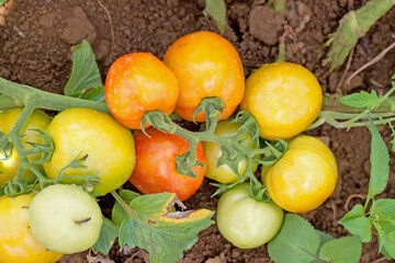Ripe tomatoed in the garden.
