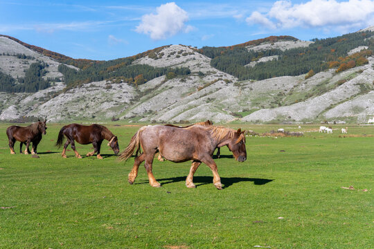 Landascape With Horses In Italy.