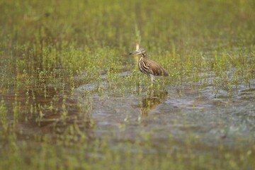 The Indian pond heron or paddybird (Ardeola grayii), Volavka Hnědohřbetá, Sri Lanka