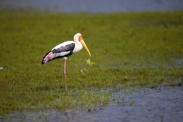 Painted Stork, Nesyt Indický, Mycteria leucocephala in a lake in sri lanka