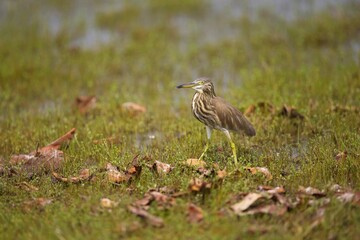 The Indian pond heron or paddybird (Ardeola grayii), Volavka Hnědohřbetá, Sri Lanka