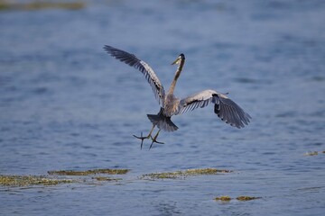 The purple heron, Red heron (Ardea purpurea) in natural habitat. In the lake at Sri Lanka, Volavka Červená landing