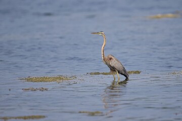The purple heron, Red heron (Ardea purpurea) in natural habitat. In the lake at Sri Lanka, Volavka Červená landing