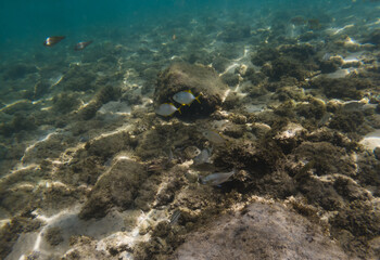 underwater photograph taken at Farol da Barra beach, Bahia, Brazil.