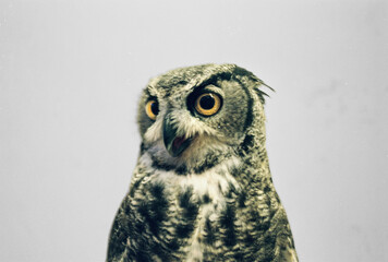 owl looks at camera standing on a chair 