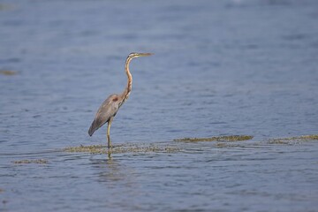 The purple heron, Red heron (Ardea purpurea) in natural habitat. In the lake at Sri Lanka, Volavka Červená landing