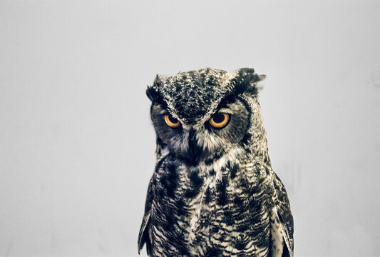owl looks at camera standing on a chair 