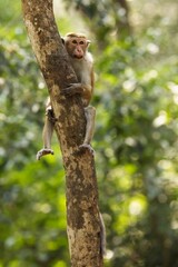 Fototapeta premium Portrait Toque Macaque, (Macaca sinica), makak bandar, is a reddish-brown-coloured Old World monkey endemic to Sri Lanka, where it is known as the rilewa.